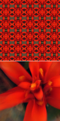 HNS03 - Red flower