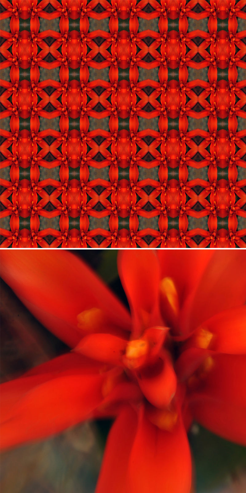 HNS03 - Red flower